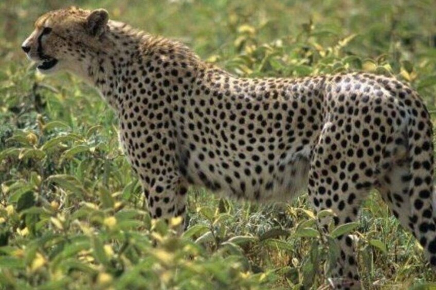 A cheetah standing in a grassy field. 2