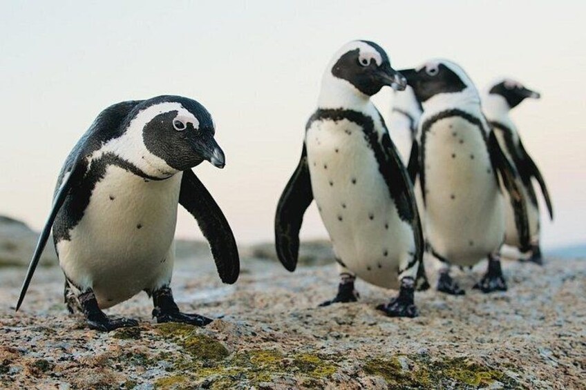 5 Day Tour in Garden Route and Botlierskop from Cape Town 3