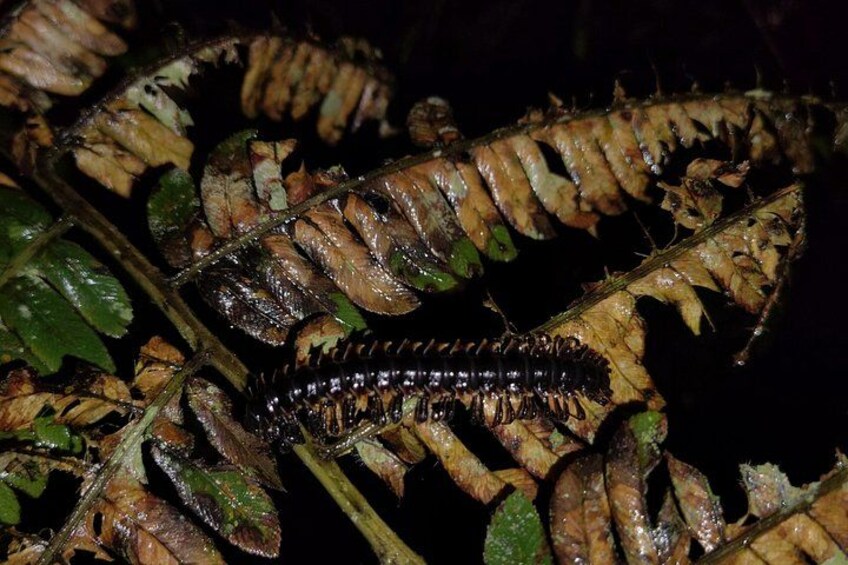 Centipede 2