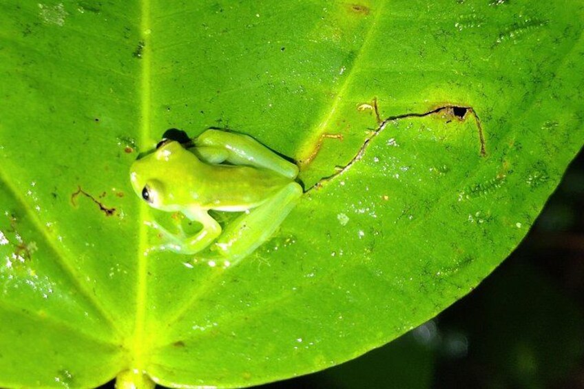 Glass frog 3