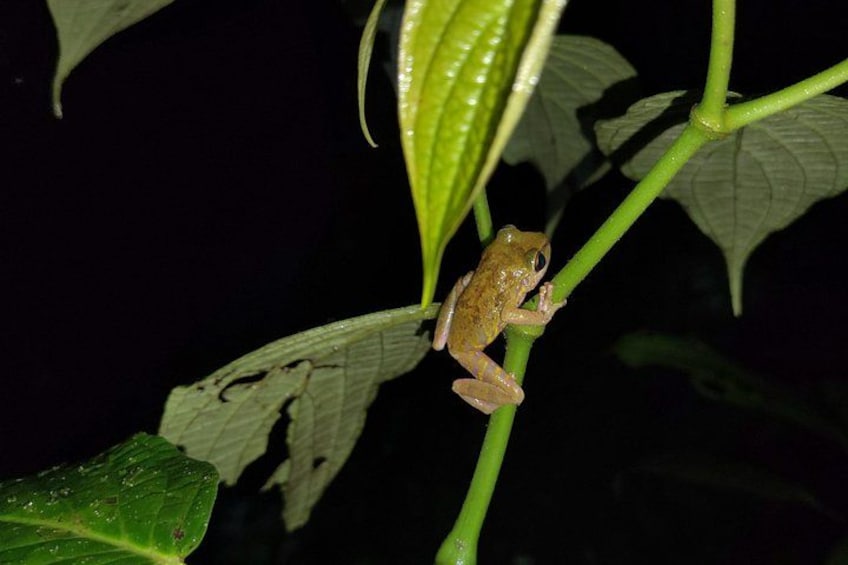 Bush frog 5