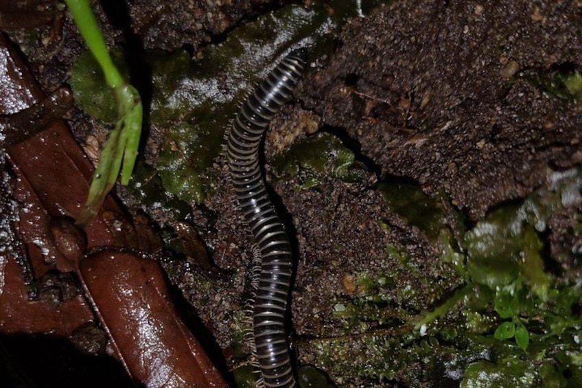 Milipede 3