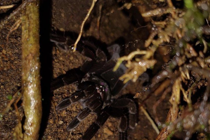 Tarantula 1