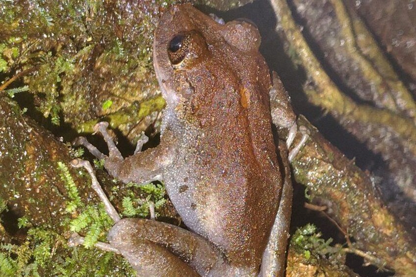 Labiosus 2