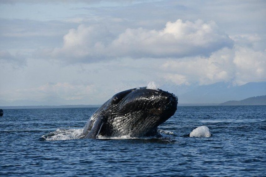 A whale breaching the ocean surface. 4
