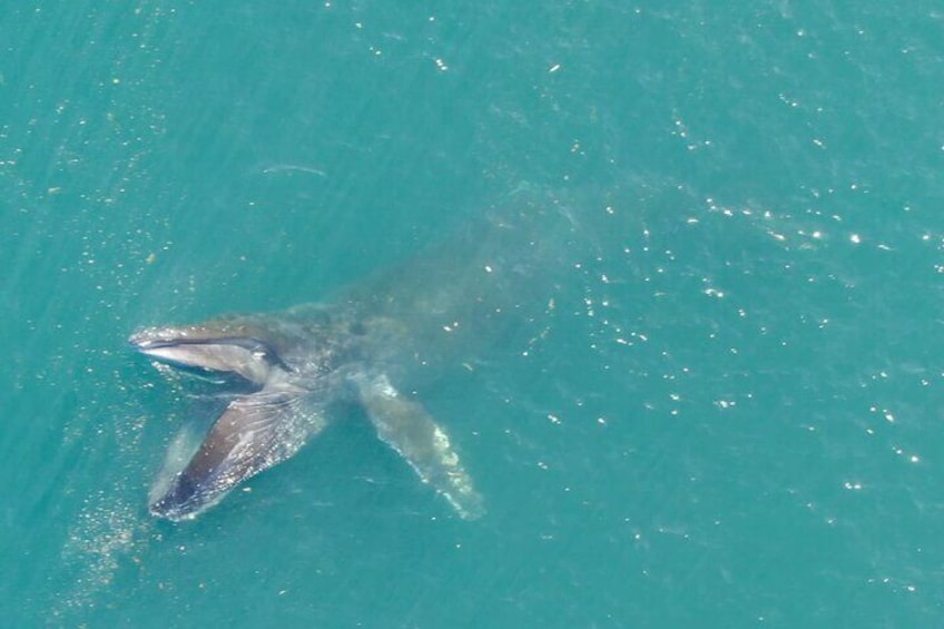 A large marine animal, possibly a whale, swimming in clear blue water. 4