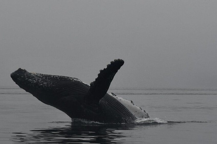 A humpback whale breaching with its tail flukes visible above the water. 3