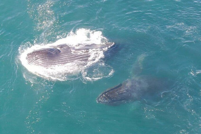 Alaska Whale Watching with bonus Drone viewing of Whales 5