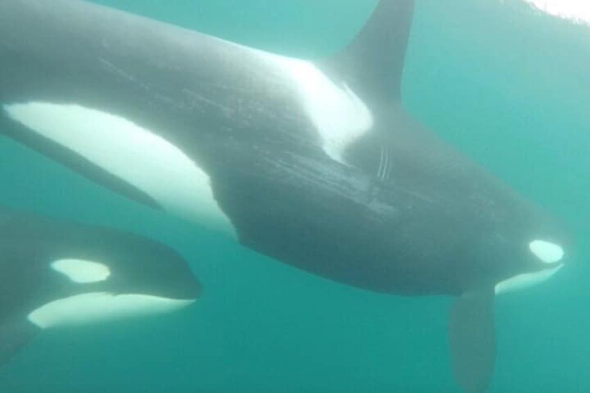 A large whale swimming underwater. 3
