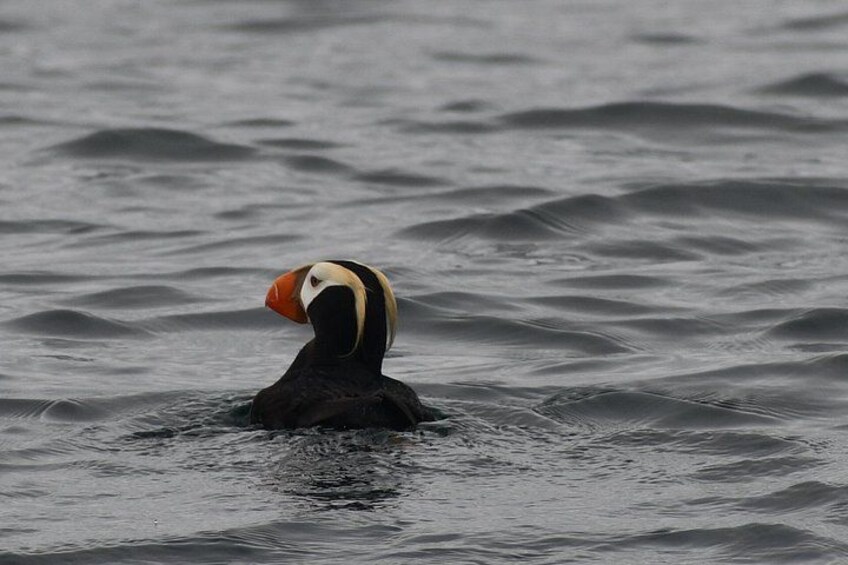 A puffin swimming in the ocean. 2