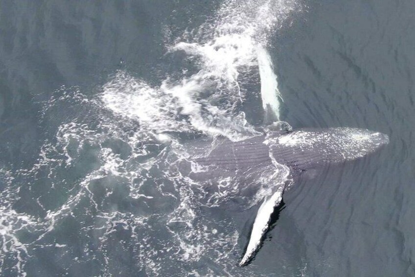 A large whale breaching the ocean surface. 2