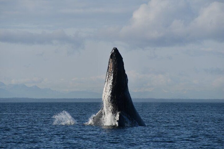 Alaska Whale Watching with bonus Drone viewing of Whales 1