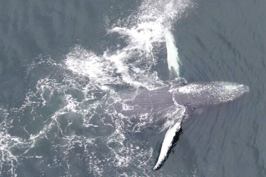 A large whale breaching the ocean surface. 4