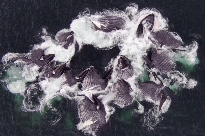 A group of dolphins swimming in a body of water. 2