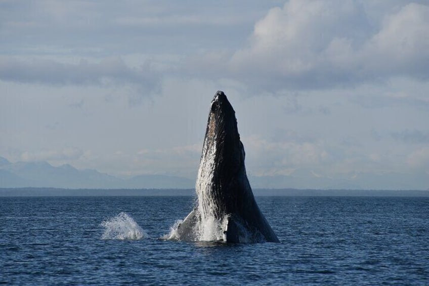 Alaska Whale Watching with bonus Drone viewing of Whales 1