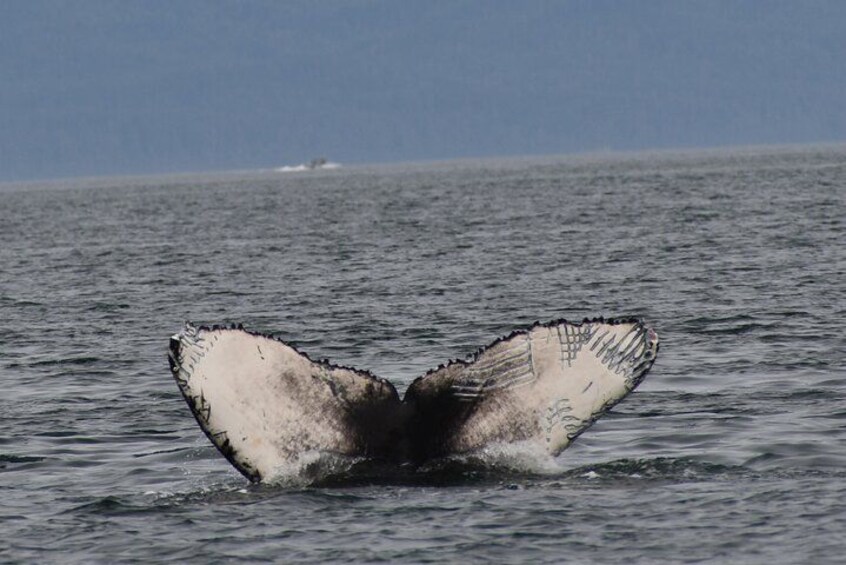 La coda di una balena che emerge dall'acqua. 5