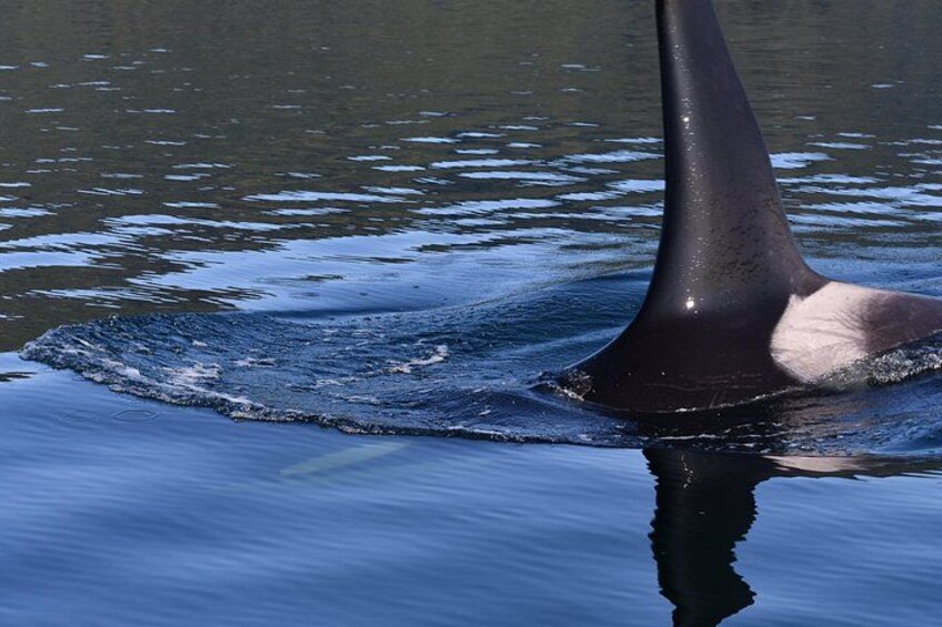 A large marine animal, possibly a whale, with a prominent dorsal fin and a dark body, swimming in calm water. 3