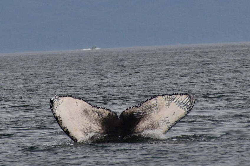 Alaska Whale Watching with bonus Drone viewing of Whales 2