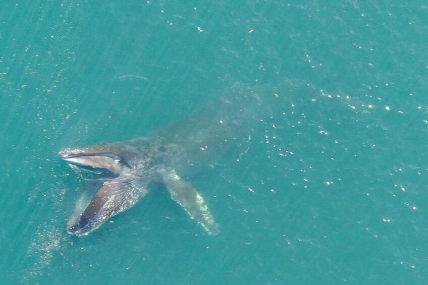 Alaska Whale Watching with bonus Drone viewing of Whales 4