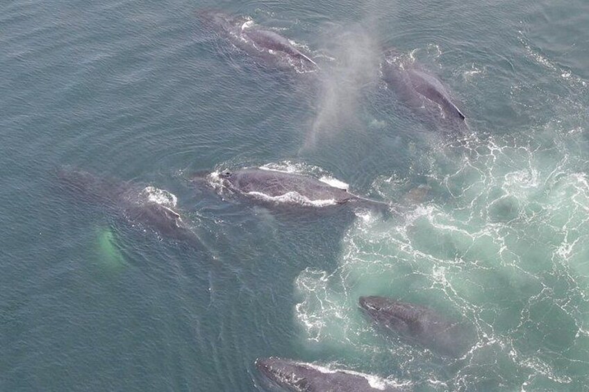 A group of whales swimming in the ocean. 3