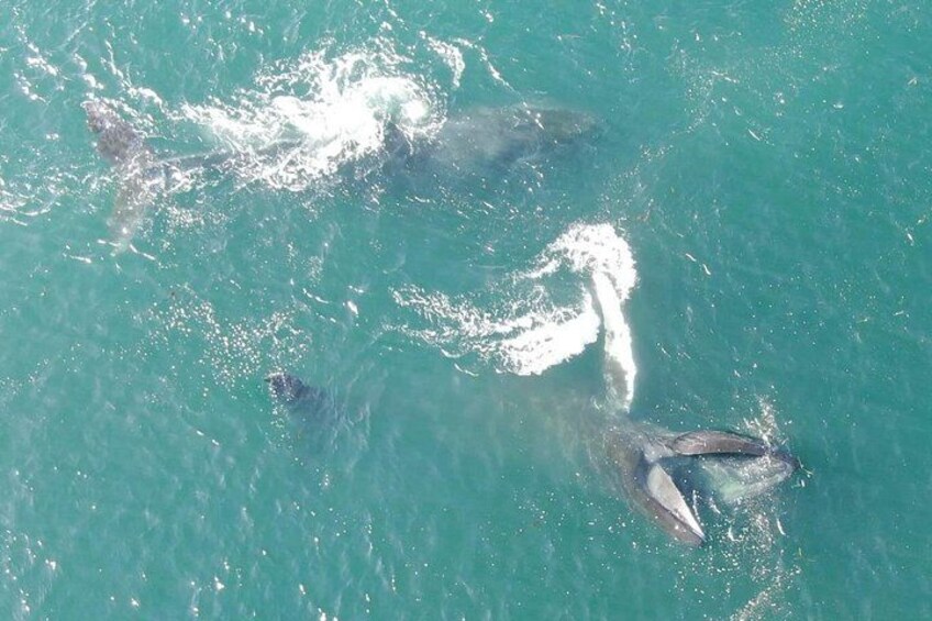 Alaska Whale Watching with bonus Drone viewing of Whales 3