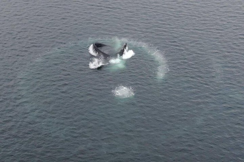 A whale breaching the ocean surface. 3