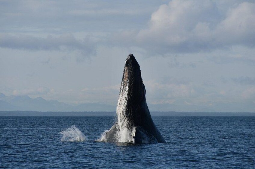 A whale breaching with a large splash in the ocean. 1