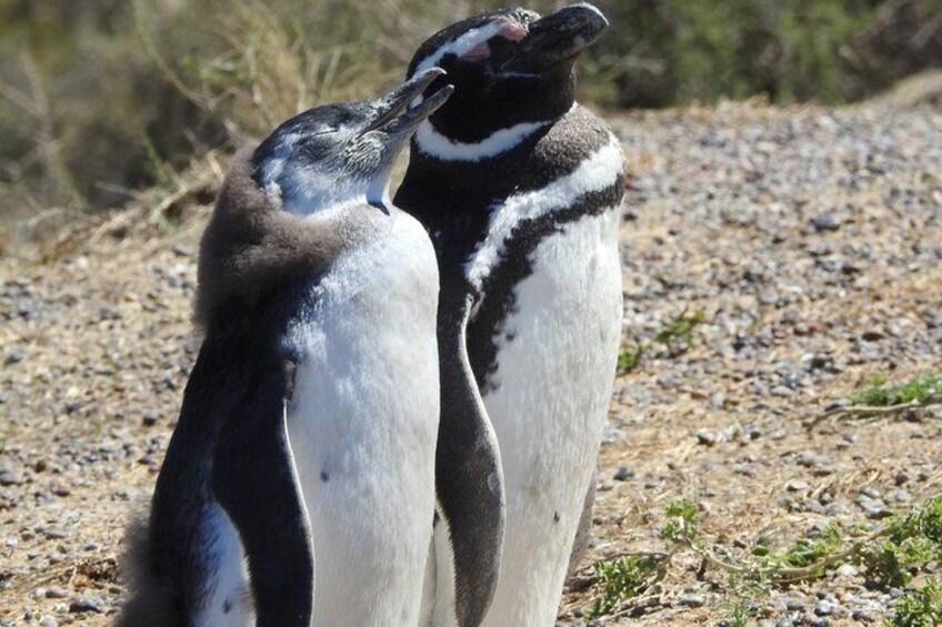 Dos pingüinos de pie sobre un sendero de grava con vegetación escasa al fondo. 3