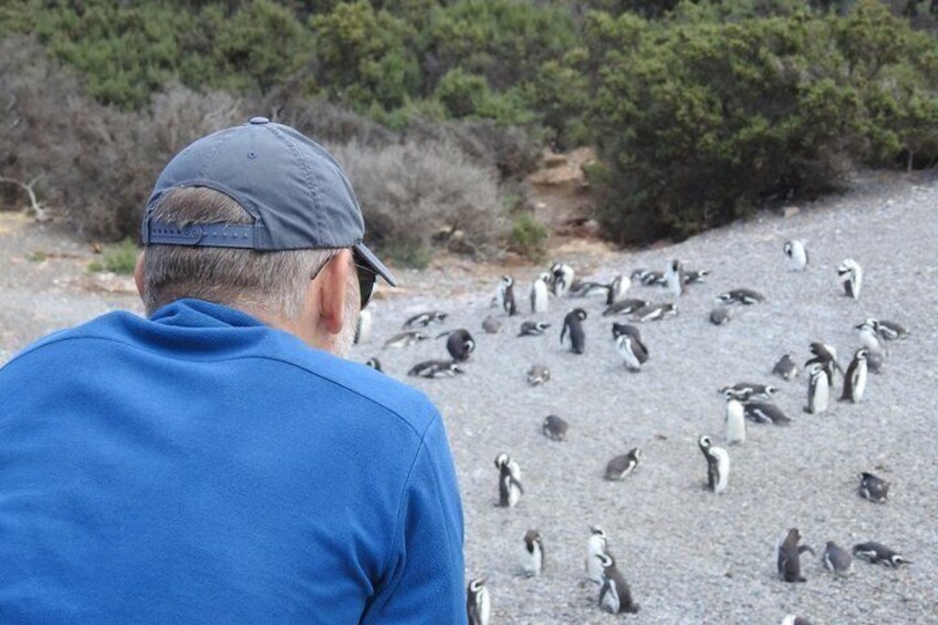 Una persona observando pingüinos en una costa rocosa. 4
