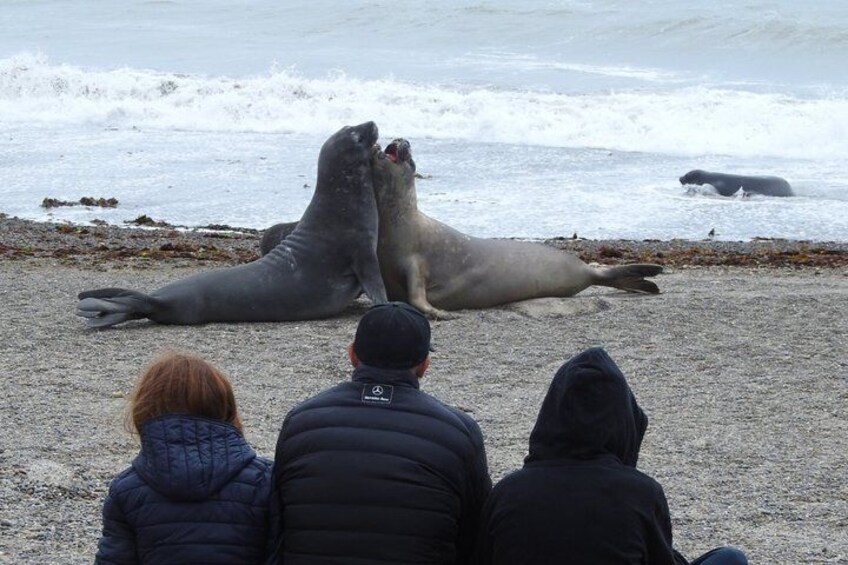Tres personas observando lobos marinos en una playa con olas al fondo. 5