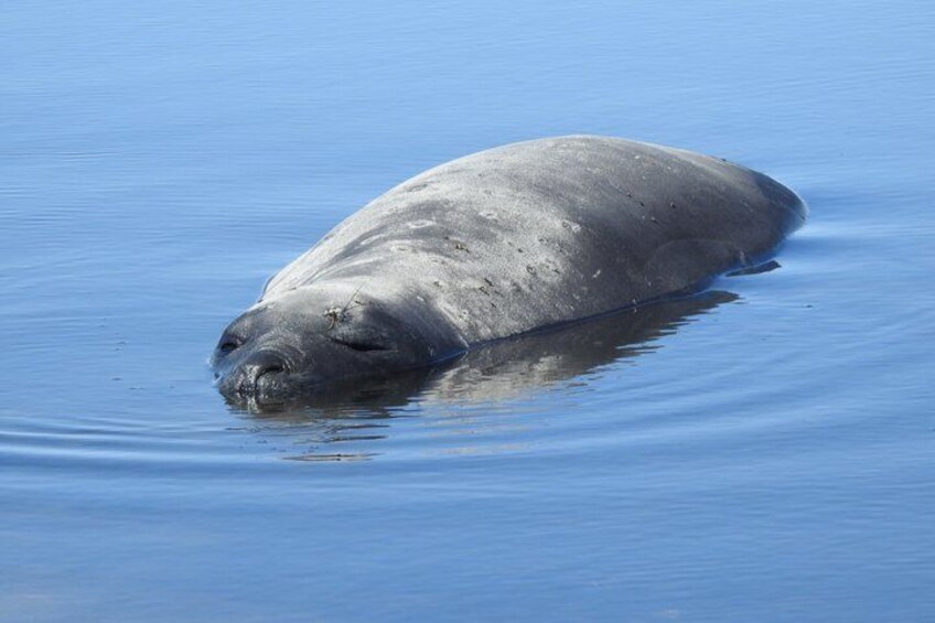 Una foca descansando sobre aguas azules y tranquilas. 2