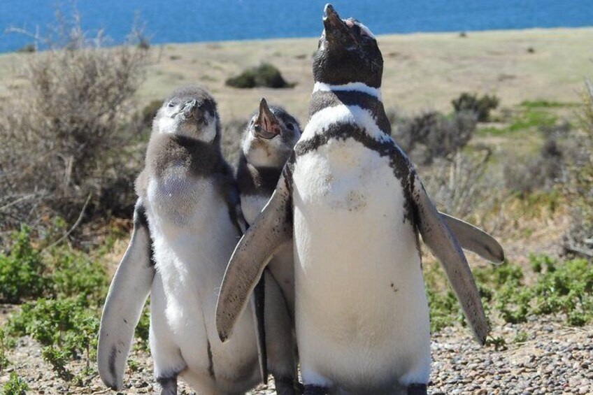 Tres pingüinos de pie sobre una playa rocosa con poca vegetación y un cielo azul despejado al fondo. 1