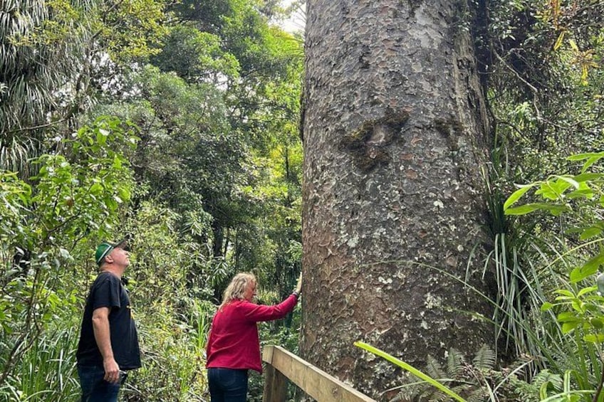 Dos personas observan un árbol grande en una zona boscosa. 1