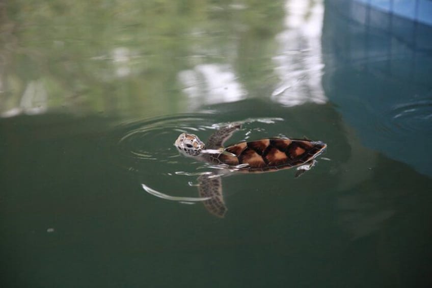 Khao Lak Eco Safari Exploring with Bamboo Rafting 5
