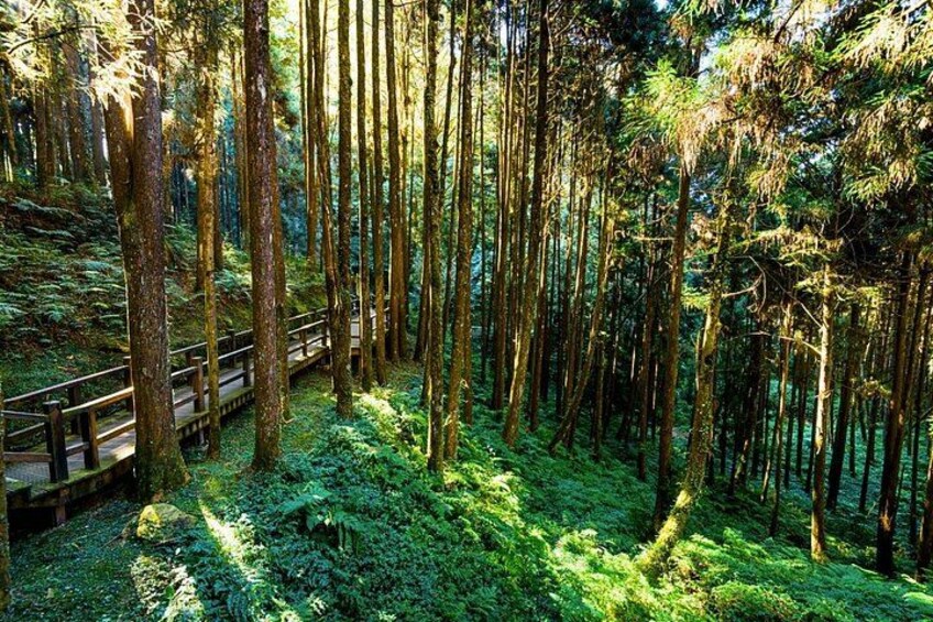 Alishan 2Day Shared Tour from Taipei 3