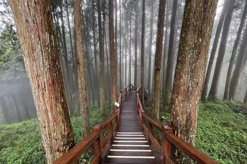 Alishan 2Day Shared Tour from Taipei 2