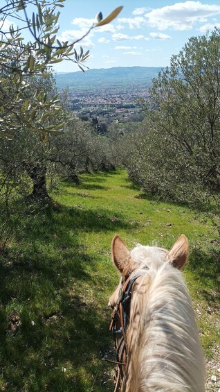 A horse's head from behind, looking down a grassy path surrounded by olive trees, with a distant view of a town. 4