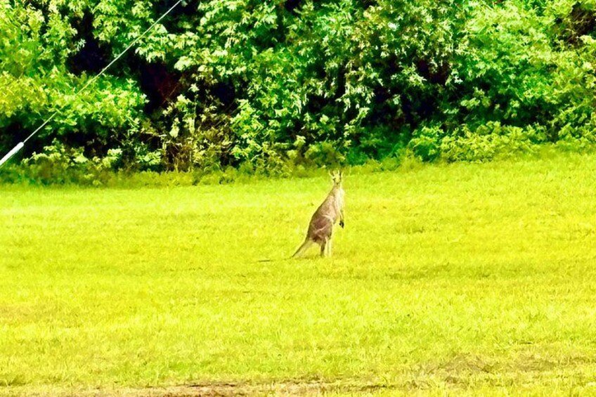A kangaroo in a grassy field with trees in the background. 3