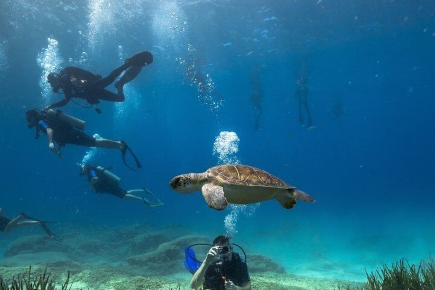 Eine Meeresschildkröte schwimmt unter Wasser, im Hintergrund sind Taucher zu sehen. 1