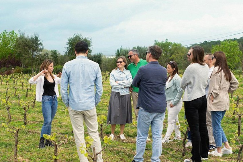 Vineyard walk and wine tasting in l’Empordà 3
