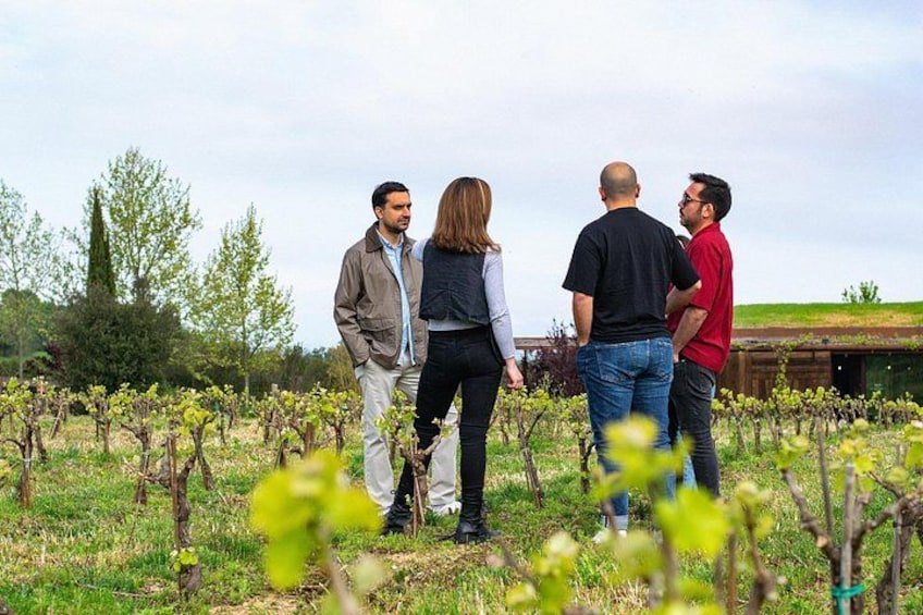 Vineyard walk and wine tasting in l’Empordà 4