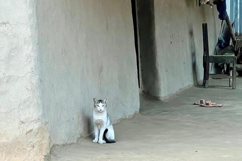 A cat sitting on the ground next to a wall. 3
