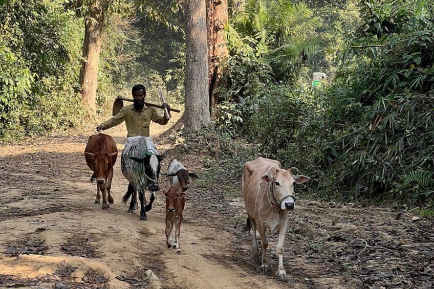 A person walking a cow and a calf on a dirt path in a forested area. 4