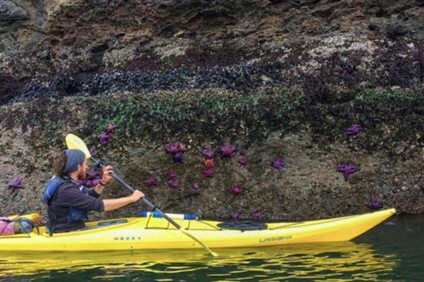 Une personne fait du kayak sur une rivière, à bord d’un kayak jaune, et est entourée d’un paysage rocheux et de fleurs violettes. 4