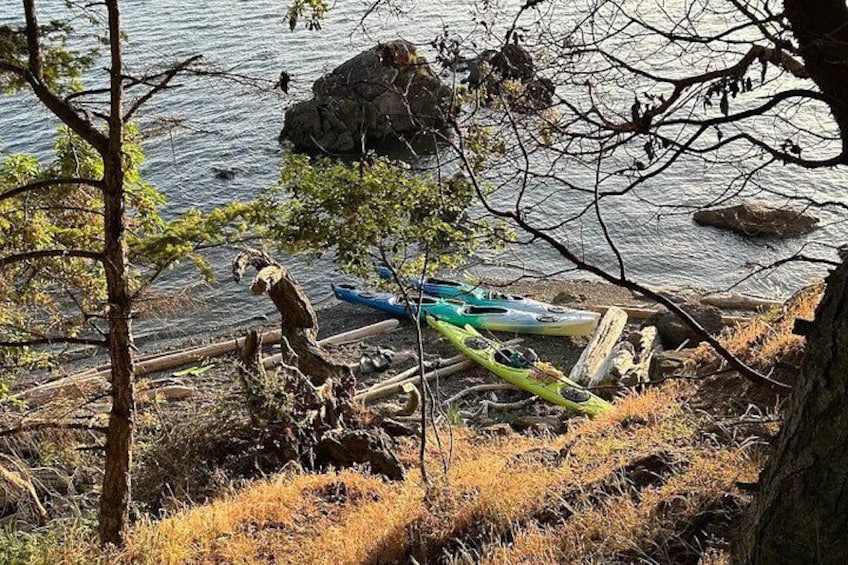 Una costa rocosa con kayaks y un árbol. 2