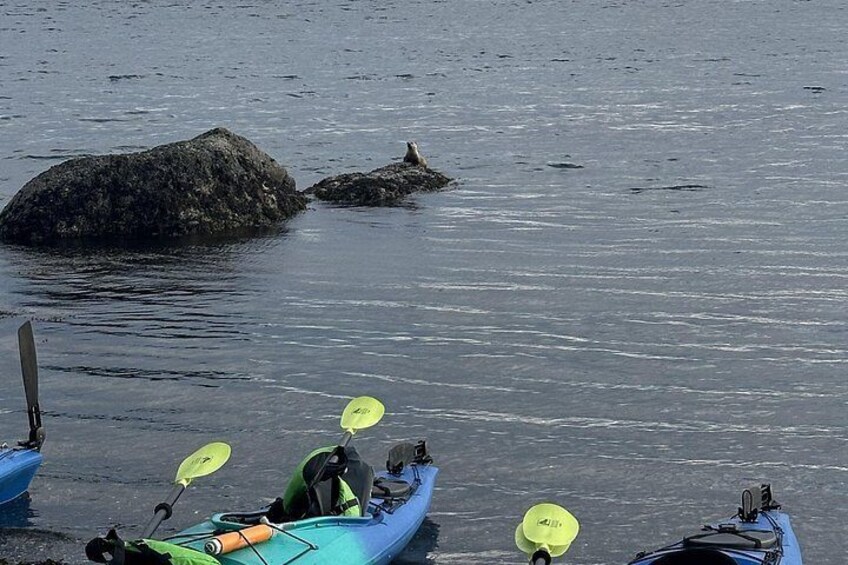 Rosario Coastal Kayak Tour on Orcas Island 3