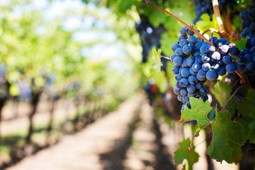 A vineyard with rows of grapevines and clusters of dark blue grapes. 2
