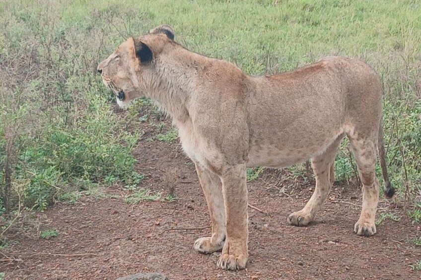 A lion standing on a dirt path in a grassy area. 3