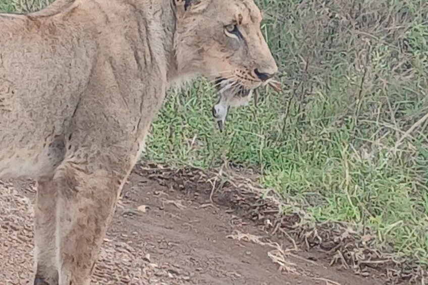 A lioness standing on a dirt path with grass and bushes in the background. 5