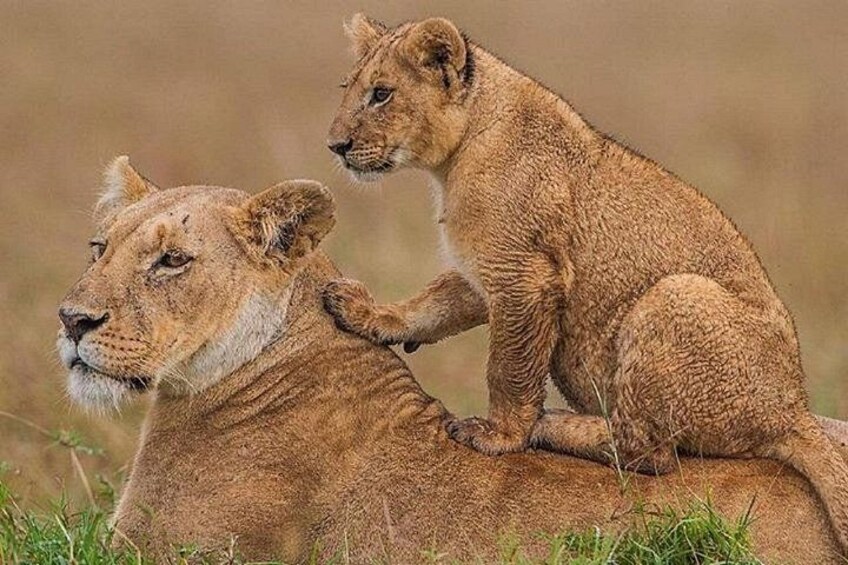 Two lions, one adult and one cub, in a grassy field. 1